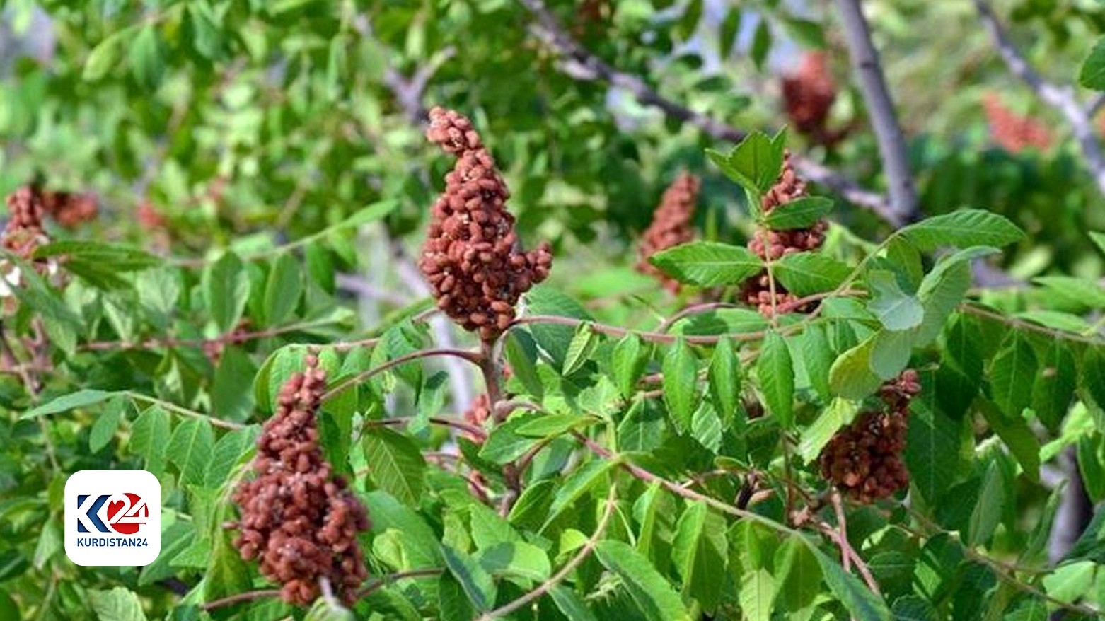 3900 tons of Smaq grown in Akre